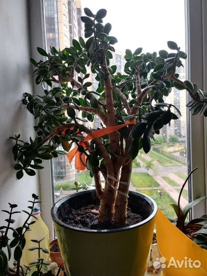 Толстянка дерево