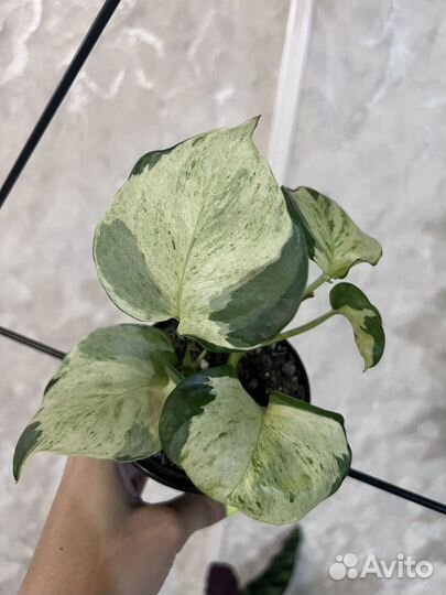 Эпипремнум хеппи лиф, сциндапсус