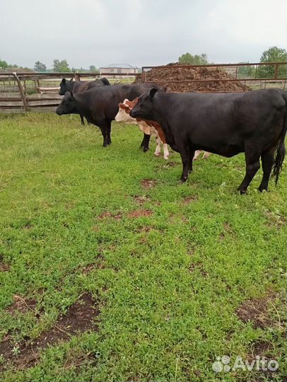 Продаются Абердин ангус