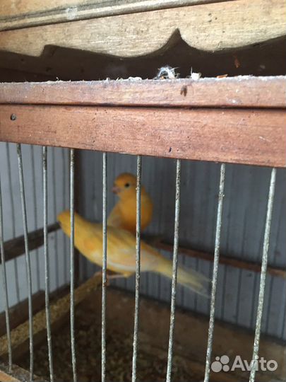 Кенар зеленый и оранжевый