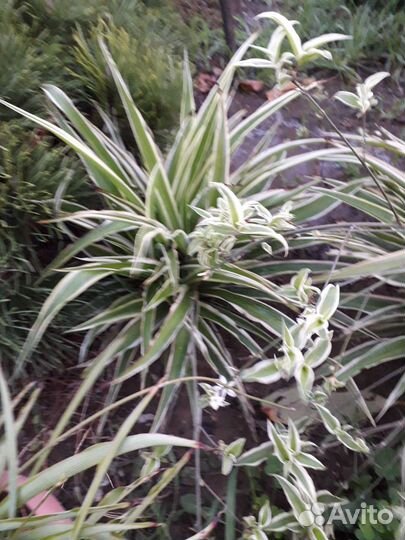 Хлорофитум