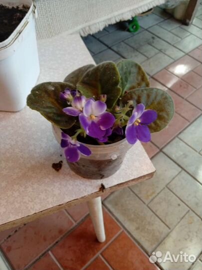 Цветы комнатные и огородные