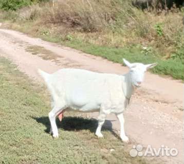 Коза дойная. Козочка англо-нубийская