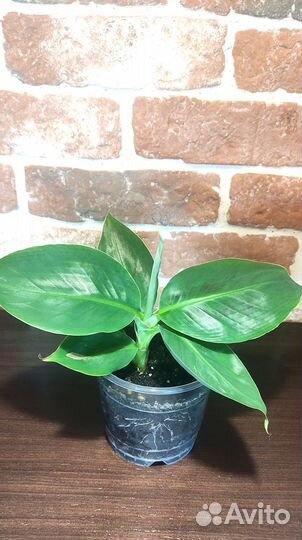 Банан домашний (Муса Тропикана)