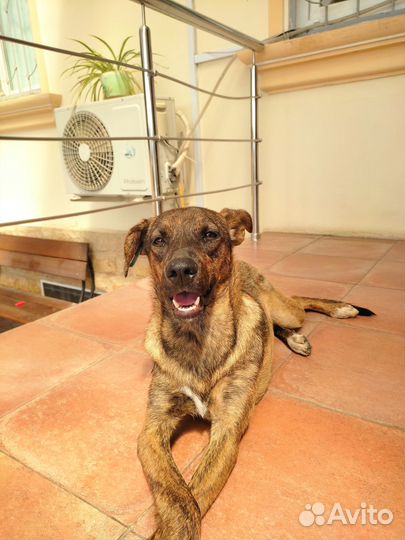 Дора (1год) ищет семью