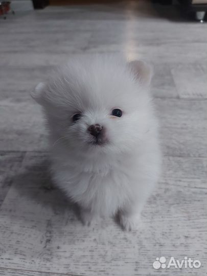 Щенки шпица мини