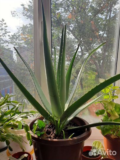 Алоэ вера лечебное