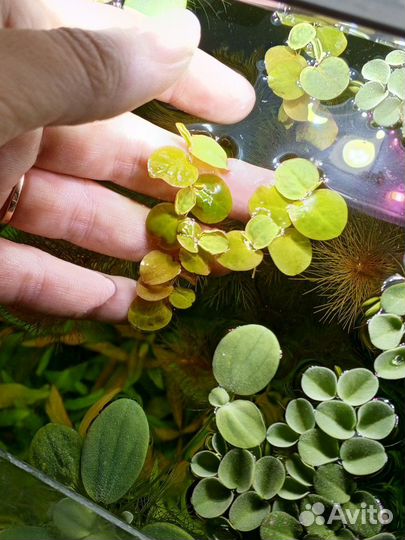 Растения для аквариума