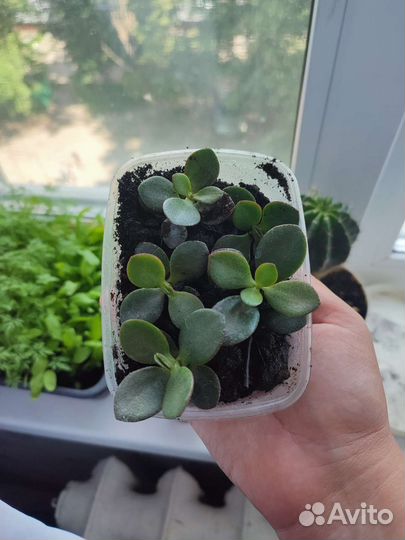 Толстянка денежное дерево