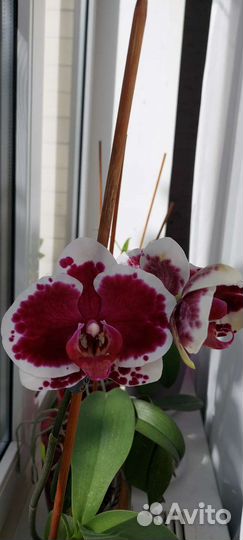 Орхидея фаленопсис