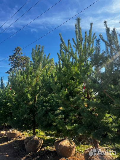 Ель 2,5 метра