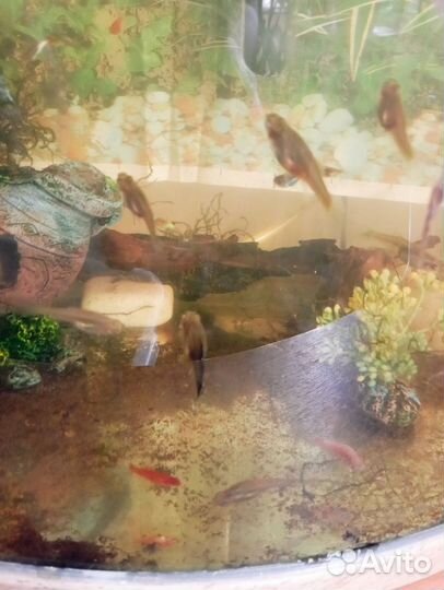 Аквариумные рыбки гуппи