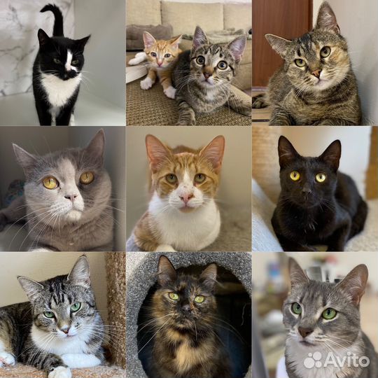 Кошки из приюта ждут своих людей