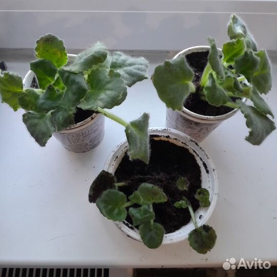 Детки сортовых фиалок