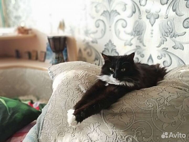 Передержка котиков и кошечек