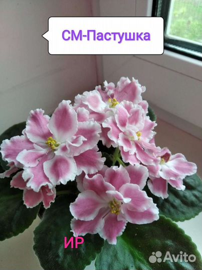 Детки фиалок