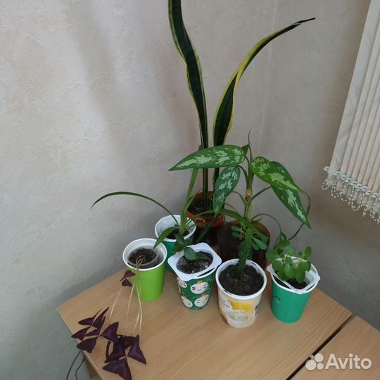 Комнатные цветы