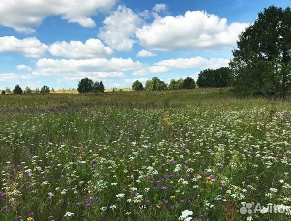 Мёд 24 года Алтайский опт