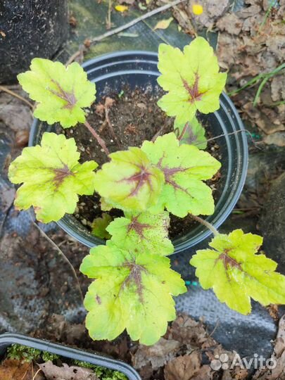 Гейхерелла Catching fire