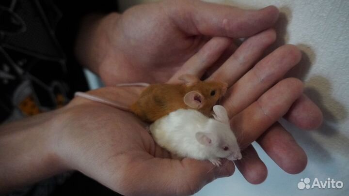 Декоративные мышки