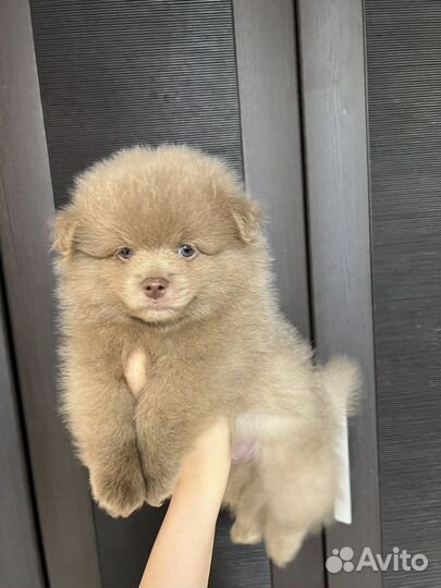 Щенки померанского шпица
