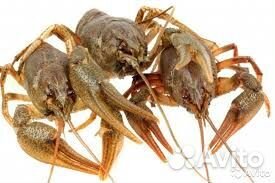 Раки живые. Раки вареные