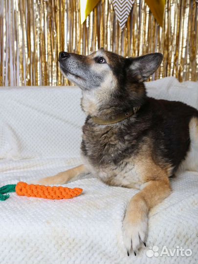 Ласковый и спокойный Зайчик