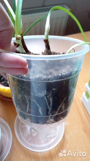 Зефирантес Pink (розовый)