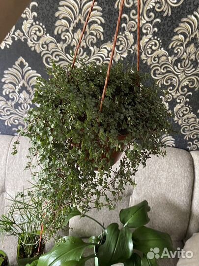 Растения пилея коллизия