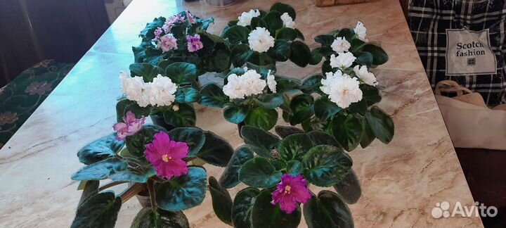 Цветущие фиалки