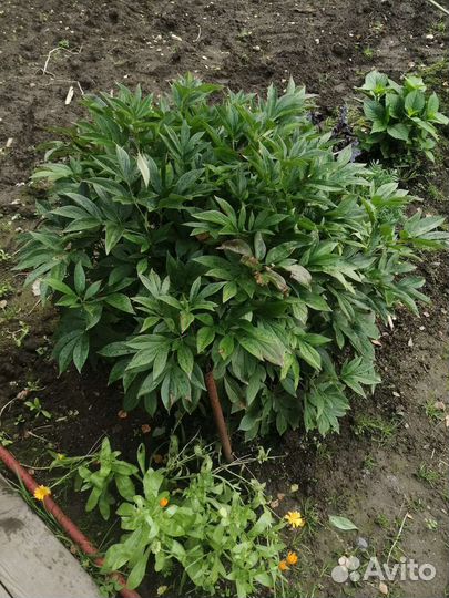 Пион розовый многолетний