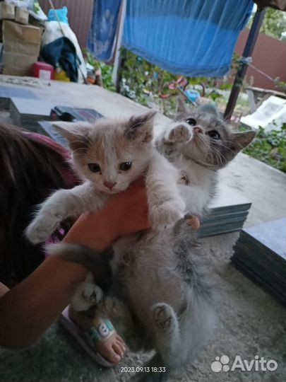 Котята в добрые руки