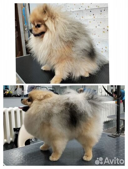 Груминг собак и кошек