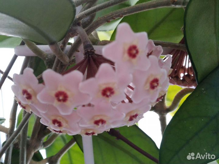 Хлорофитум,Кордилина,Аглаонемы,Хойя,Аихризон