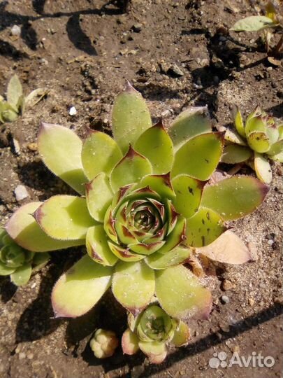 Суккуленты