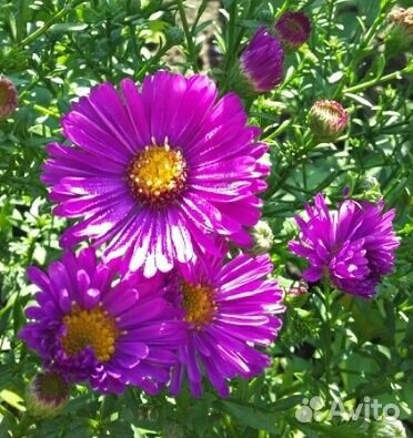 Астра многолетняя