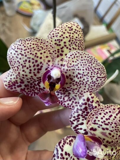 Орхидея angel rose M