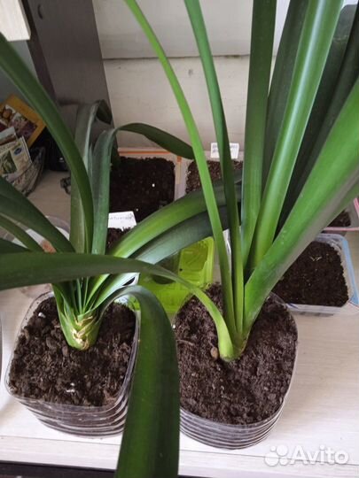 Комнатные цветы кливия и другие цветы