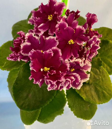 Фиалки сортовые