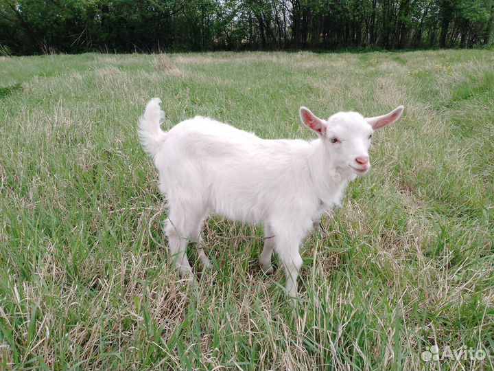 Продам козлика
