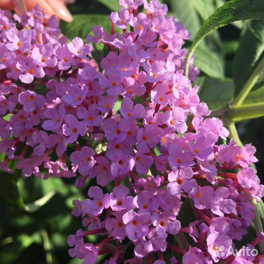 Будлея Давида