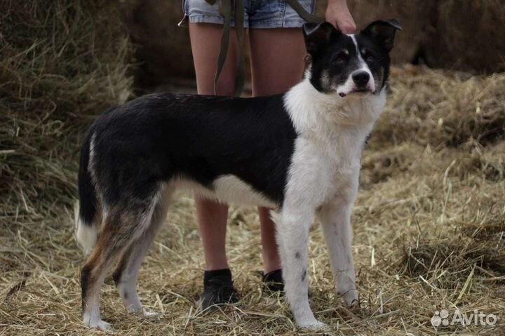 Собака в добрые руки