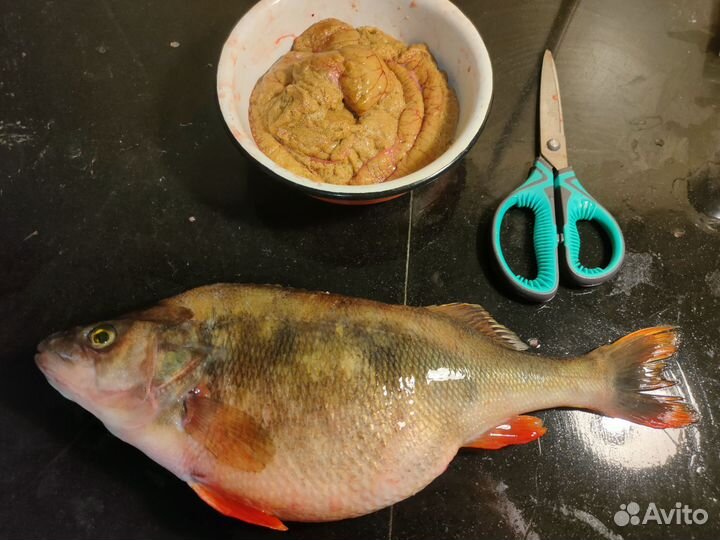 Щука, лещ, язь и другая свежая Ладожская рыба