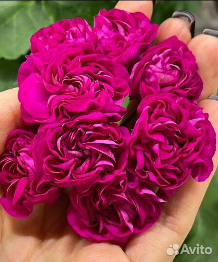 Пеларгония юг Византийский пурпур, сим Фьюжн