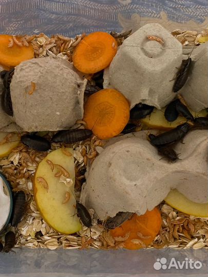 Мраморный таракан