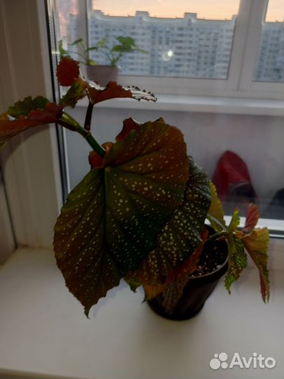 Бегония крылья ангела