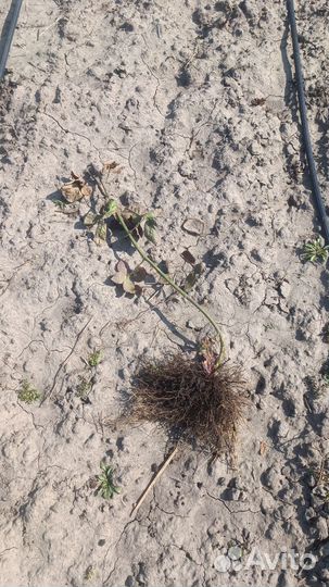 Саженцы ежевики крупноплодной