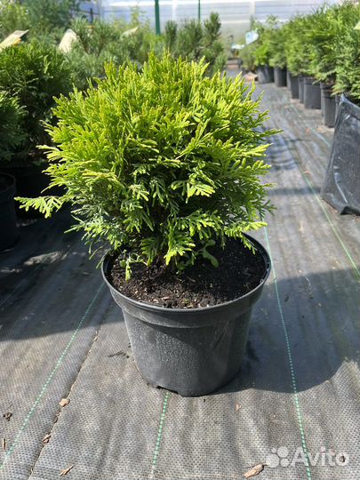 Туя Даника,Мирьям