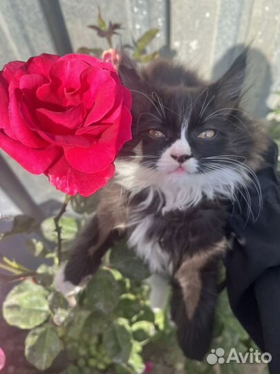 Котенок