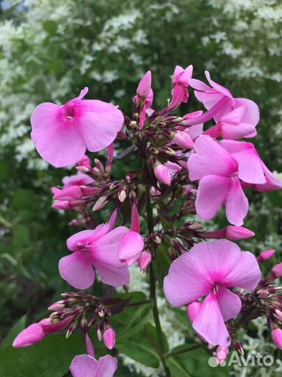 Неприхотливые многолетники